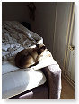 Op het bed