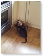 Waar zit die muis!!