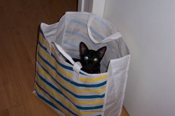 Ook hier wil Poema mee boodschappen doen!!!