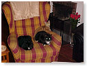 Kattenspul