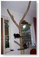 3 plankjes?? 4 katten!!!  lol