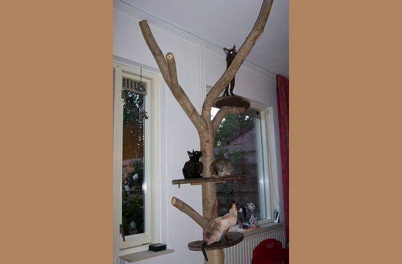 Dat heeft de cattery waar de meisjes vandaan komen toch maar mooi gemaakt.....