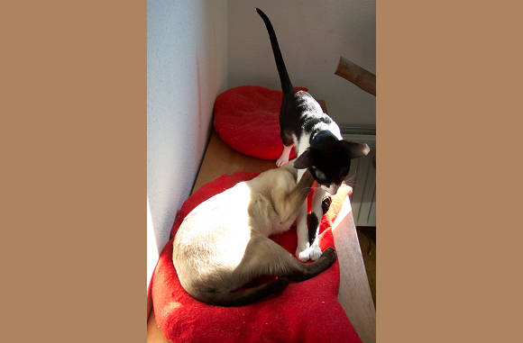 Jaaaaaaaaaa.