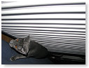 Dit is de radiator, met Angie.