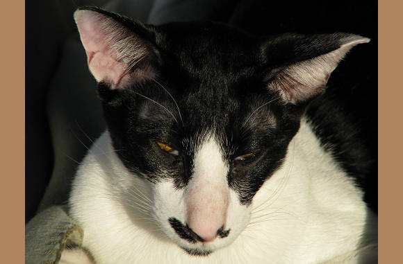 Apollo, mijn Gremlin.