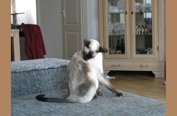 Nee ff wassen en plukken