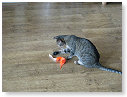 Beetje spelen met een beessie