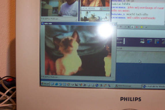 Een echte Pal-poes......