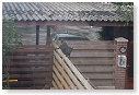 Balanceren.............