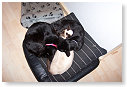 Lekker op het kussentje op de overloop.......