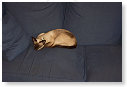 Wat ben ik lief zo he.......