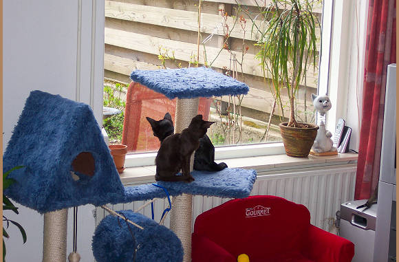 Wat is van welke kat, lol