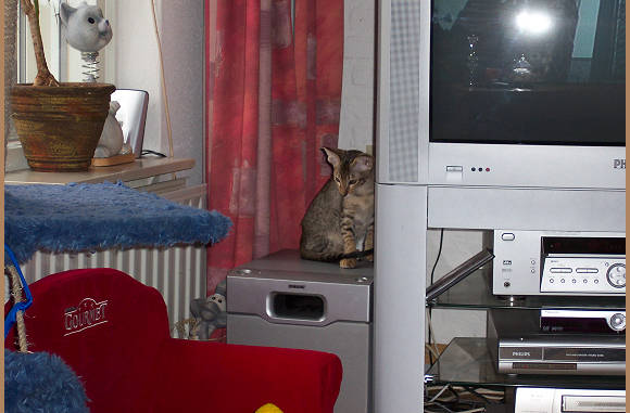 Nou ff de kat van de box kijken.....