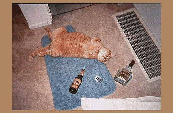 Hips, weer te veel gedronken.....