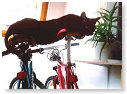 Wanneer begint de Tour de France??