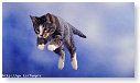 Jumping cat flash...