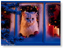 Stille nacht, heilige nacht...