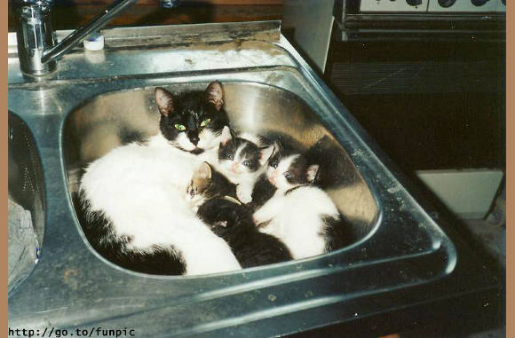Dit voldoet prima als nest....