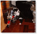 Biker cat.............