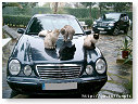 Zo fijn als de baas net thuis komt met de auto...........