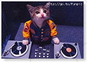 Dj Cat.................