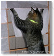 Geen idee wat deze kat aan het doen is...............