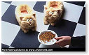 Pantoffels eten toch niet!!
