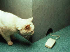 Wat een rare muis!!