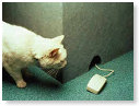 Wat een rare muis!!