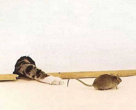 Muis, ik heb je............... bijna!!!!