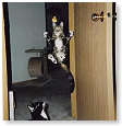 Jump, jump for my love...................