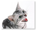 Aandacht, ik wil aandacht.........................