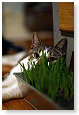 Heerlijk, gras...........................