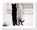 Black & White, come together......