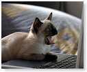 Chatten............