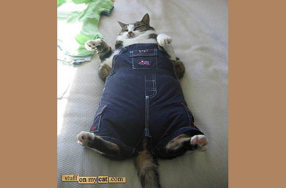 Voor de gezettere kater.....