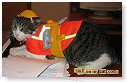 Bob de Bouwer outfit....