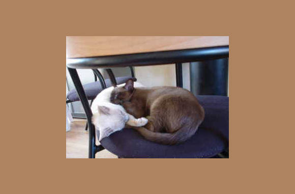 Annabel & Goolge, katten van mijn vriendin Mieke...