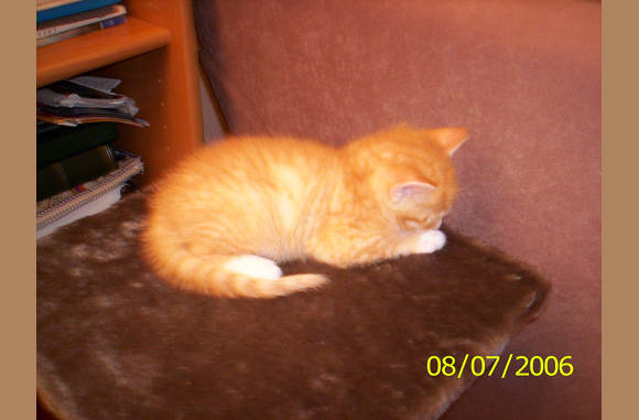 Muis, ook deze heeft jan als personeel