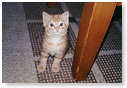 Radja, toen hij nog baby was, de kat van mijn vriendin Angela...