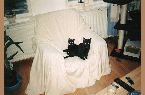 Bob & Marley, 2 van de katten van Claudia & Daan...