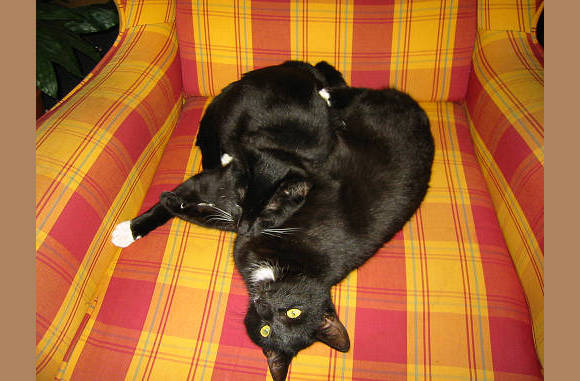 Tobia & Dikkie Dik, 2 van de katten van Mandy, mijn oude buurmeisje....