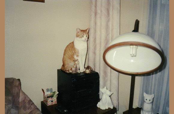 Flippie, de stoere kater van mijn buren Tonnie & Piet....