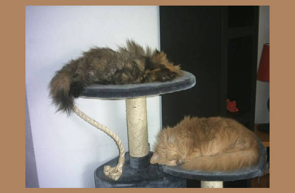 Missy & Poemba, de 2 katten van mijn oud collega Jolande...