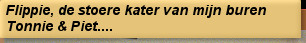 Flippie, de stoere kater van mijn buren Tonnie & Piet....