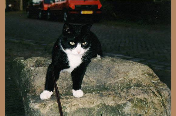 Nikky, ook een kater van de buren...