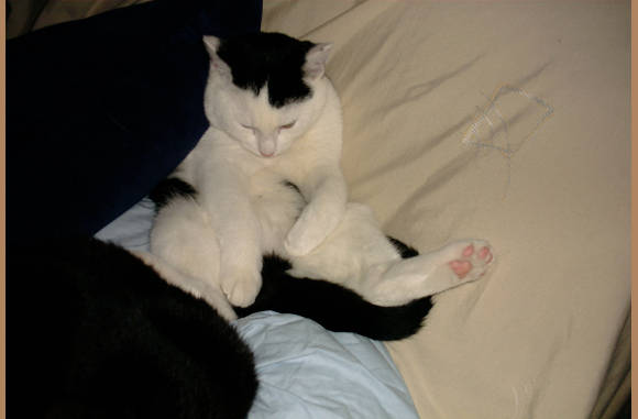 Reggae, das het 3e kind van Claudia...