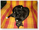 Tobia & Dikkie Dik, 2 van de katten van Mandy, mijn oude buurmeisje....